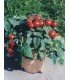 Tomate F1 Balconi Red
