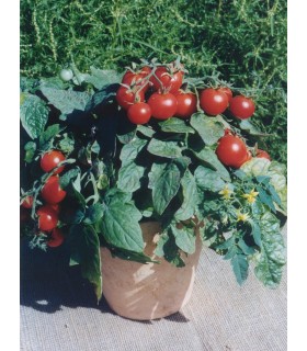 Tomate F1 Balconi Red