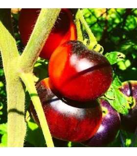 Tomate indigo apple