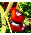 Indigo apple tomato - untreated seeds