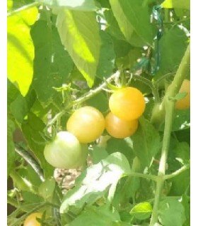 Tomate Mirabelle blanche