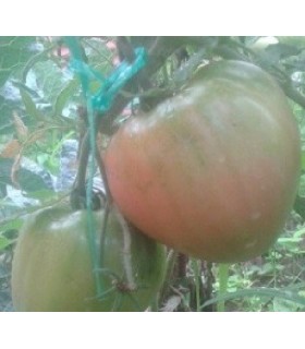 Tomate corazón de buey japones