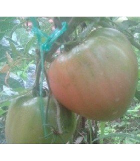 Tomate corazón de buey japones