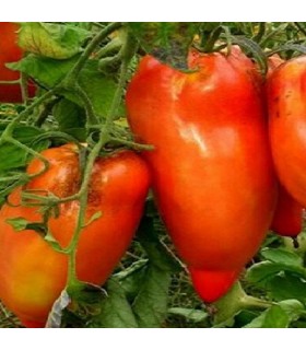 Tomate cuerno de los Andes