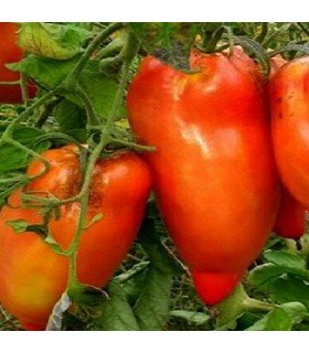 Tomate cuerno de los Andes