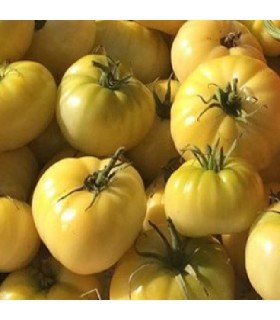 Tomate beaute blanche