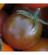 Tomate Brown Berry