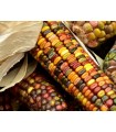 Arlecchino corn - untreated seeds