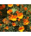 Eschscholtzia - California Poppy (untreated seeds)
