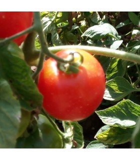 Tomate Madagascar