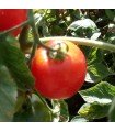 Tomate Madagascar - graines non traitées