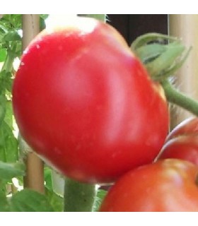 Tomate Siberian