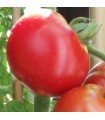 Tomate de Sibérie - graines non traitées