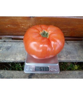 Tomate Erika de Australia