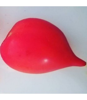 Tomate tetón de Venus