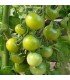 Tomate green doctors frosted