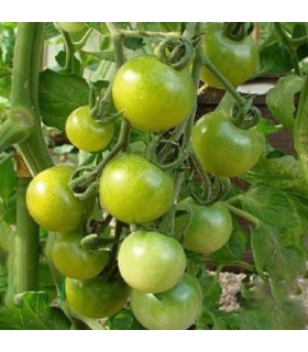 Tomate green doctors frosted