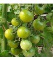 Tomate green doctors frosted - graines non traitées