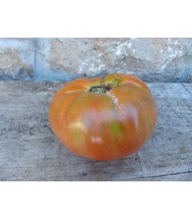 Tomate Aussie