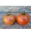 Tomate Burbank - graines non traitées