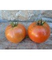 Burbank tomato - untreated seeds