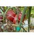 Tomate gregory Altay
