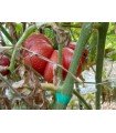 Tomato gregory Altai - untreated seeds