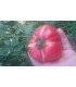 Tomate Moskvich