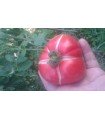 Tomato Moskvich - untreated seeds