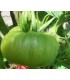 Tomate Moldovan green