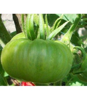 Tomate Moldovan green