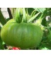 Moldovan green tomato - untreated seeds