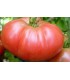 Tomate Brandywine sudduth´s strain