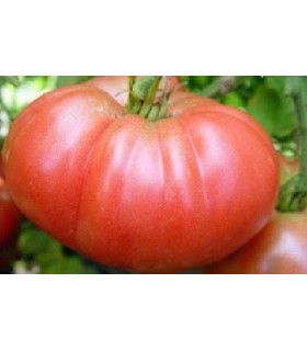 Tomate Brandywine sudduth´s strain