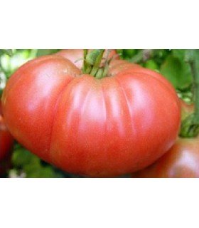 Tomate Brandywine sudduth´s strain