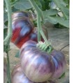 Tomate indigo Blue beauty - semillas no tratadas