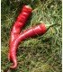 Pimiento doux long des Landes