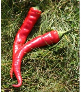 Pimiento doux long des Landes