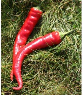 Pimiento doux long des Landes