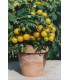 Tomate F1 Balconi Yellow