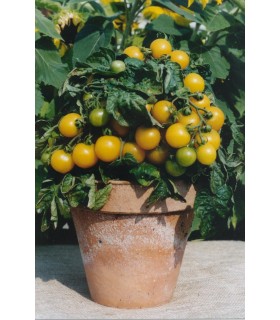 Tomate F1 Balconi Yellow
