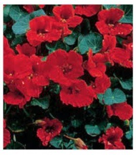 capuchina emperatriz de la India