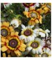Chrysanthemum Merry Mixed - untreated seeds