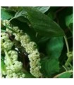 Amaranth caudatus Green - untreated seeds