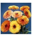 Calendula Touch of Red Mix - untreated seeds