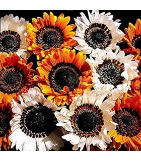 Venidium Zulu Warrior