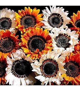 Venidium Zulu Warrior