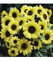 Sunflower Valentine - untreated seeds