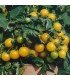 Tomate F1 Balconi Yellow