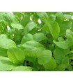 Green Giant mustard - untreated seeds
